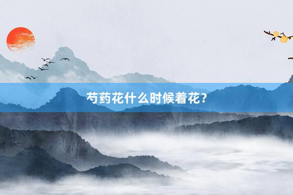 芍药花什么时候着花？