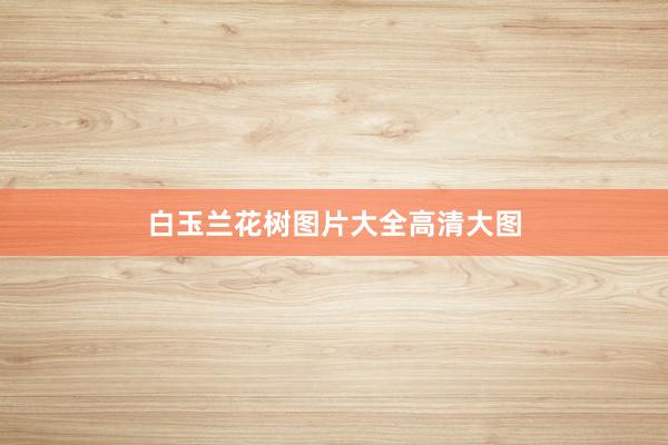 白玉兰花树图片大全高清大图